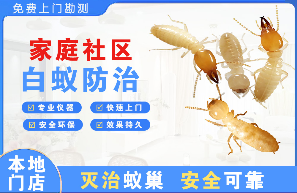 南安家庭社区白蚁防治