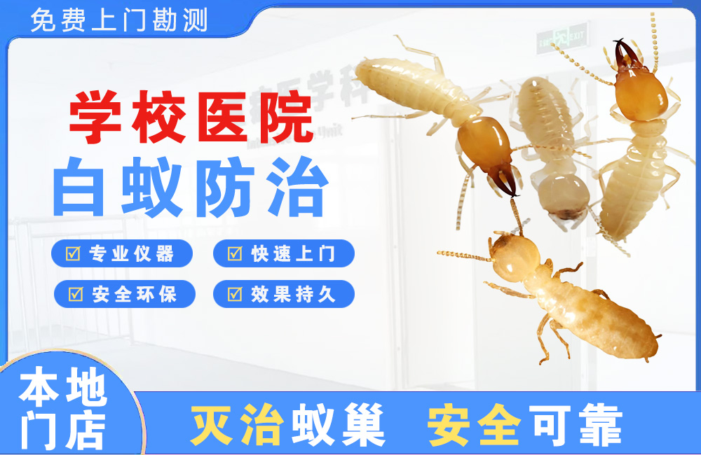 南安学校医院白蚁防治